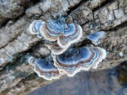 turkey tail shroomies
