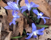 Spring Wildflowers