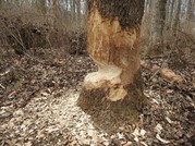 beaver tree