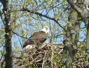 lake frank eagle