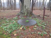 snowdrops around millstone