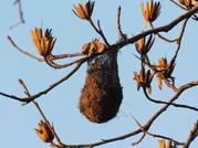 oriole nest