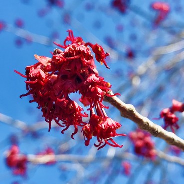 Maple Blossoms