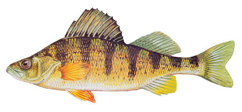 Yellow Perch