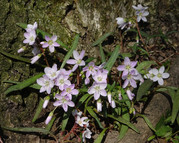 spring beauties