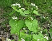Garlic Mustard