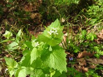 garlic mustard