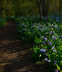 Bluebells on wooded path in Susquehanna State Park