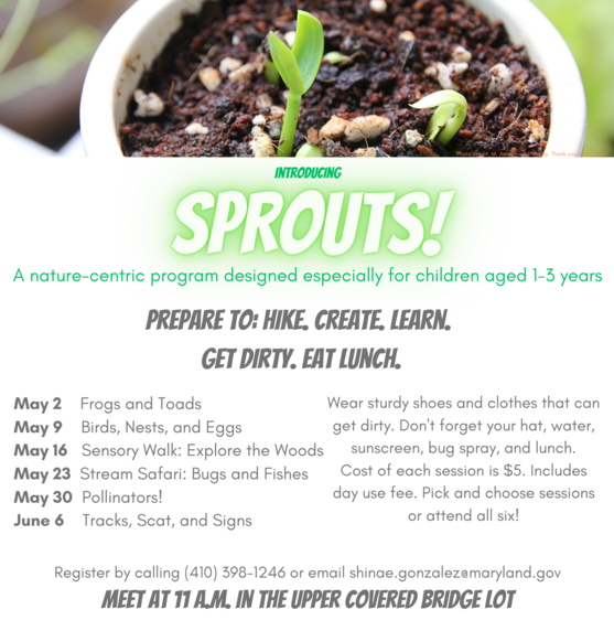 Sprouts Flier