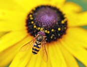 Bee Photo by Theressia Shoup