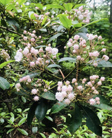 Mountain Laurel