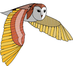 barn owl