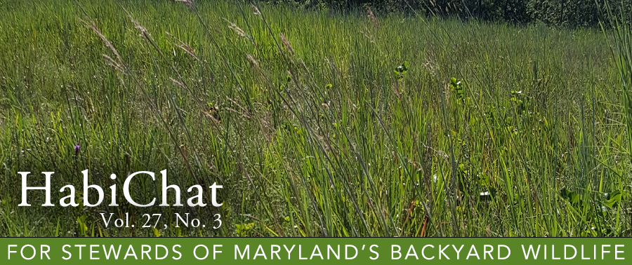 Header image of native grasses