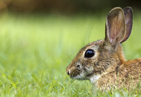 Photo of rabbit sitting in grass