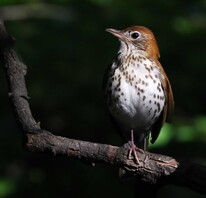 Photo of wood thrush in tree