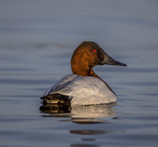 Photo of canvasback duck