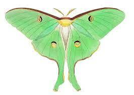 moth