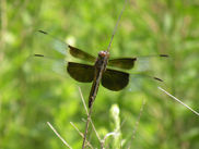 MET_dragonfly0282M2011_GDcropSM