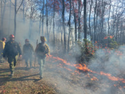 Photo of firefighters setting a controlled burn in a forested area