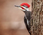 Pileated Woodpecker by Jessica Nelson