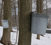 Maple Syrup Buckets