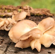 Oyster Mushrooms