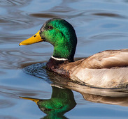 Mallard