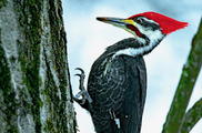 Pileated Woodpecker DNR Flickr page