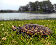 May 2024: Inside Maryland's Tree Nursery; Highlighting Nrp's Key Bridge 