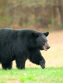 Black Bear by Mitch Adolph