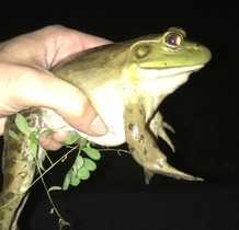 Frog