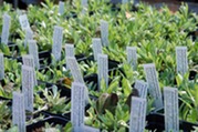 cn plants