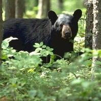 Black Bear