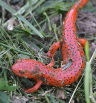 Salamander