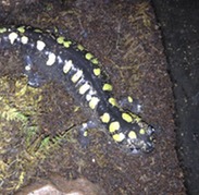 Spotted Salamander
