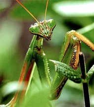 Photo by Scott Lintz