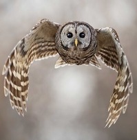 Photo by Scott Suriano