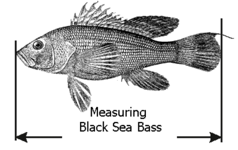 black bass measured from nose to tail excluding the tail filament