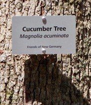 Tree with Label