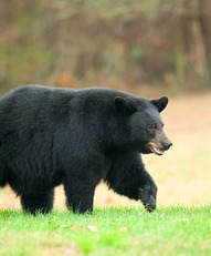 Black Bear