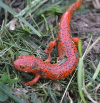 Salamander