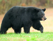 Black Bear