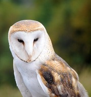 Barn Owl