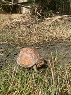 Box Turtle