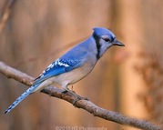 Blue Jay