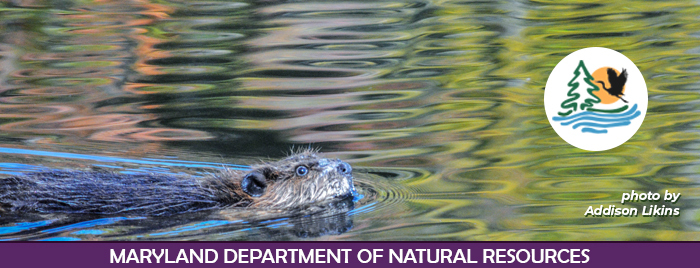 Photo of beaver swimming in water with fall colors reflected