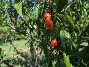 Photo of plums on a tree
