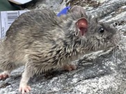 Photo of rat on a rock