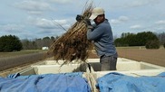 Photo of man loading tree seedlings into bin
