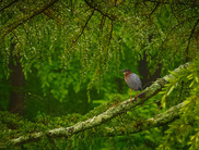 Photo of bird in trees